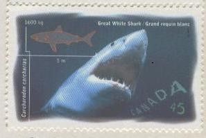 Flétan du pacifique et grand requin blanc - Canada - Tadoussac - 1997