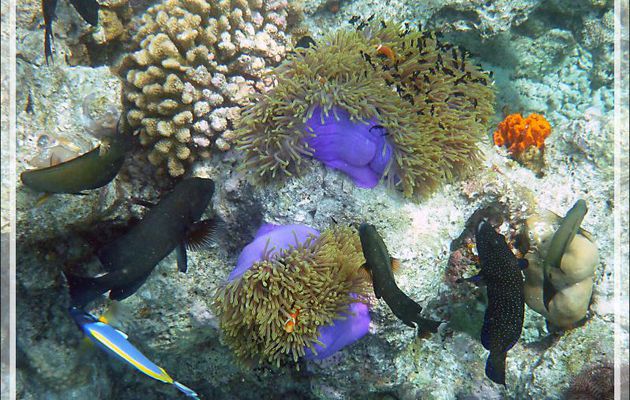 Snorkeling : des bébés Demoiselles dominos (Dascyllus trimaculatus) se font attaquer par des Poissons chirurgiens et des Mérous - Moofushi - Atoll d'Ari - Maldives