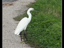 Aigrette garzette - Egretta garzetta