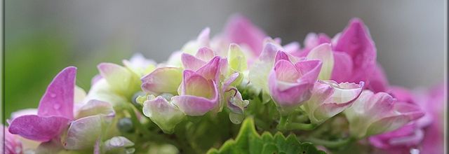 Variations sur les hortensias-hydrangéas