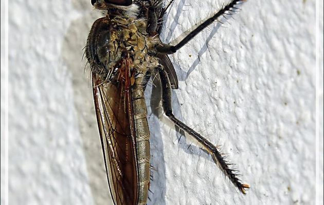 Asilide prédateur "Mouche à moustaches" et sa proie - La Couarde-sur-Mer - Île de Ré - 17