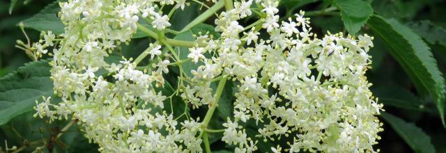 des bébètes et fleurs