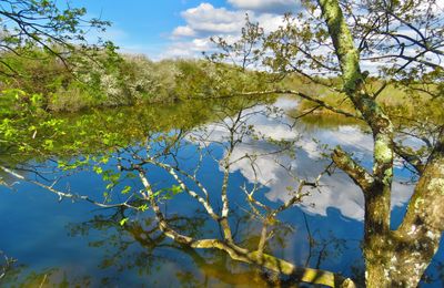 reflets au Teich