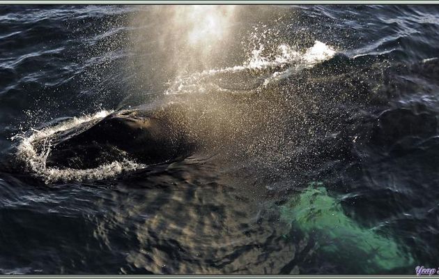 Pendant plus de deux heures nous allons observer une troupe de baleines à bosse, appelées aussi "jubartes" - Baie de Dallmann - Iles Melchior - Péninsule Antarctique