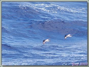 Damier du Cap (Daption capense) - Passage de Drake - Entre Terre de Feu et Antarctique
