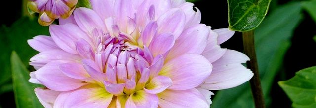 Metz ville verte zéro pesticide...