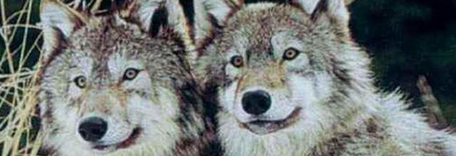 Le loup et l'homme: une question de survie! 