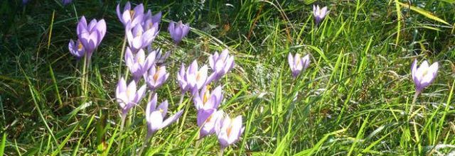 Crocus nudiflorus  -  crocus d'automne