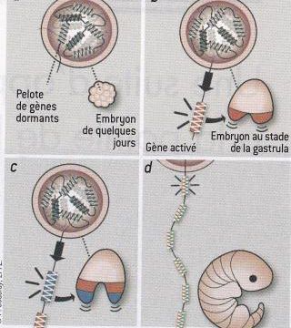 Les premiers jours de l'embryon humain