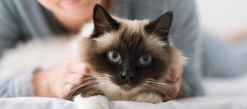Mon chat est-il jaloux ?