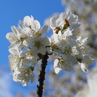 La poésie est riche de variété  (François Cheng)