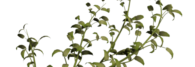 Ѽ Vegetation 