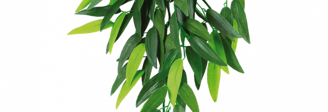 ѼVegetation