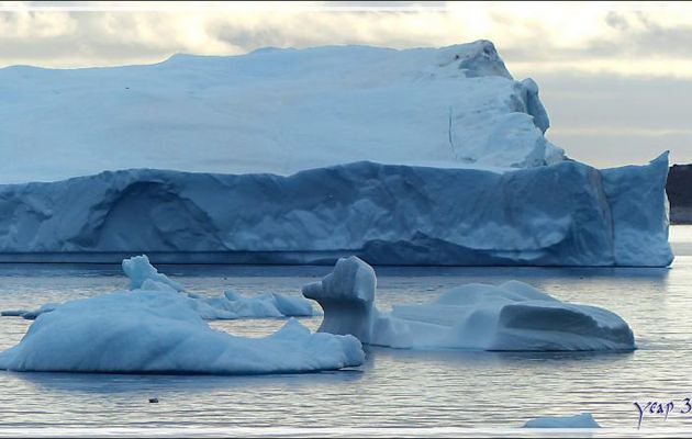 Un joli petit canard bleu - Kullorsuaq - Qaasuitsup - Groenland