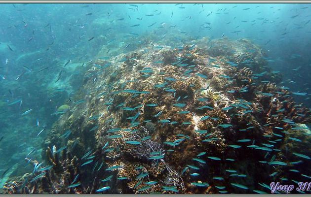 Banc de poissons coralliens bleus - Anse Takamaka - Mahé - Seychelles