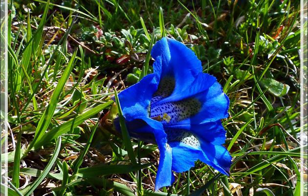 Gentiane acaule (Gentiana acaulis) - Boutx - 31