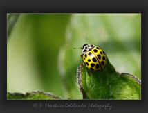 Coccinelle asiatique .