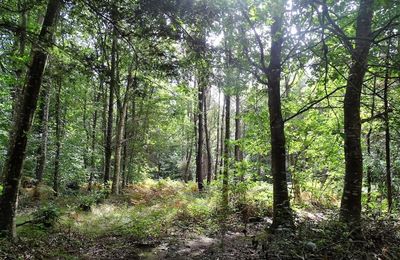 Les alignements de Cornevec - Forêt de Florange Camors - La forêt