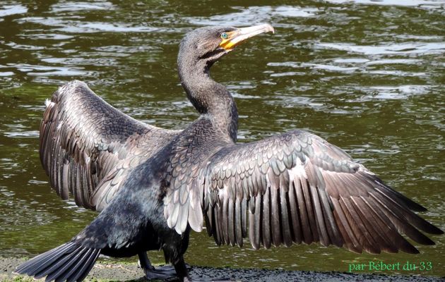 un cormoran qui se sèche