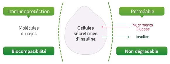 PANCRÉAS BIOARTIFICIEL