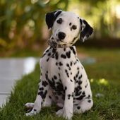 Dalmat 17 - Dessins/Images coup de coeur