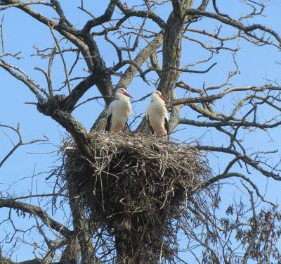 Les routes secrètes des oiseaux migrateurs