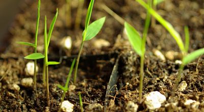 Blog potager