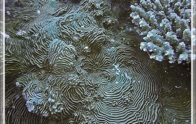 Superbe drapé d'un corail encroûtant : Pachyséris lamellaire, Castle coral (Pachyseris speciosa) - Spot Antsoha (Rocher 4ème Frère) - Tsarabanjina - Mitsio - Madagascar