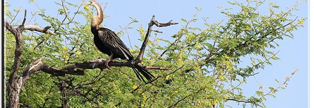 OISEAUX DE RENCONTRE  DJOUDJ 2019