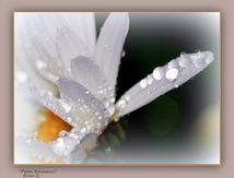  La Marguerite.