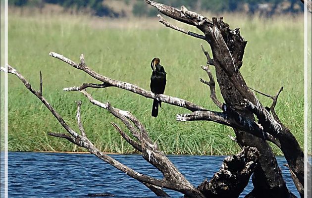 Anhinga d'Afrique, African Darter (Anhinga rufa) - Safari nautique - Parc National de Chobe - Botswana