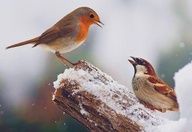 COMME UN OISEAU SUR LA BRANCHE