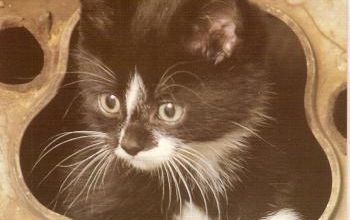 le chat porte - malheur
