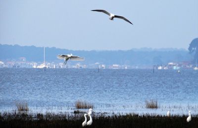 EB - Les participations au Café Thé n° 134 - Avez vous déjà rêvé de voler comme un oiseau ?
