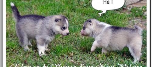 Portée Husky Elouka J+25 (17 juillet 2014)