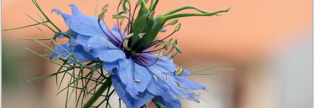 Nigelle de Damas (1) - Nigella damascena