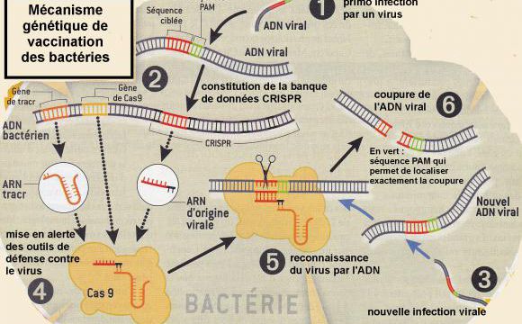 Les bactéries se vaccinent contre les virus