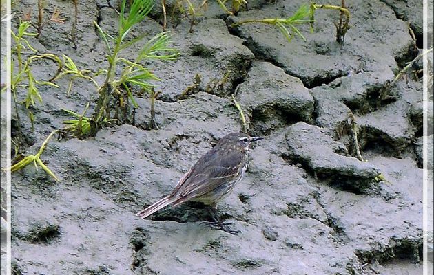 Pipit farlouse, Meadow Pipit (Anthus pratensis) - Ars-en-Ré - Ile de Ré - 17
