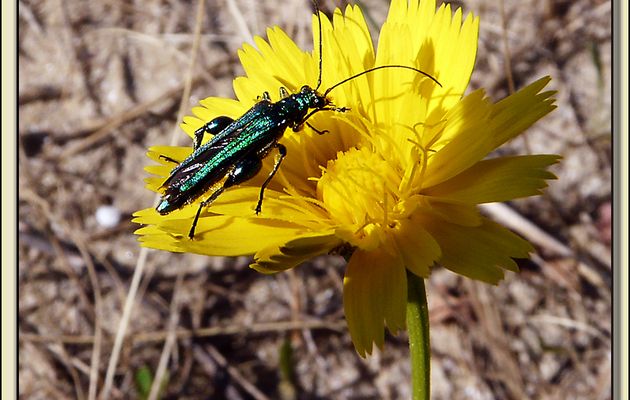 Oedemère (Oedemera nobilis) mâle - La Couarde-sur-Mer - Ile de Ré - 17