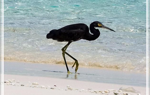 Aigrette dimorphe, Dimorphic Egret (Egretta dimorpha) - Nosy Tsarabanjina - Archipel des Mitsio - Madagascar
