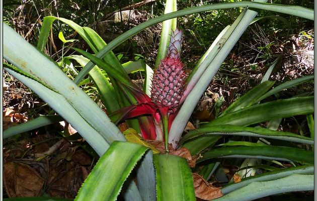 Ananas sauvage au milieu de la forêt - Praslin - Seychelles