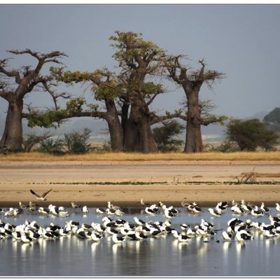 OISEAUX DU SENEGAL 