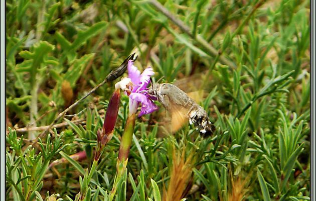 Papillon Moro-sphinx (Macroglossum stellatarum) - La Couarde-sur-Mer - Ile de Ré - 17