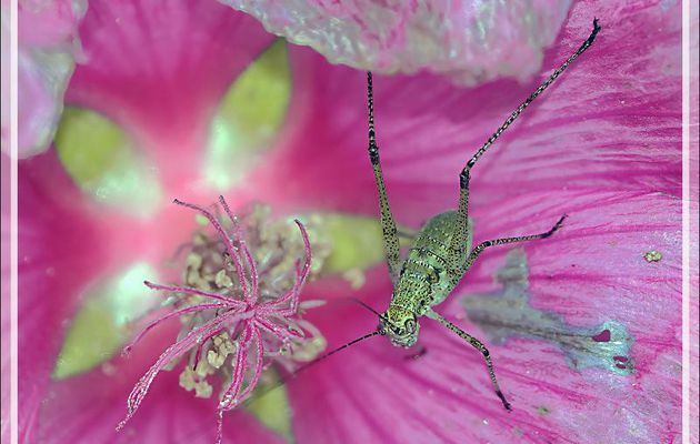 Leptophye ou sauterelle ponctuée, Speckled bush-cricket (Leptophyes punctatissima) - Lartigau - Milhas - 31