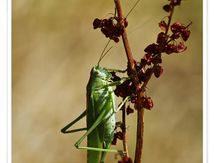 Sauterelle cymbalière -  Tettigonia cantans ♀ famille des Tettigoniidae