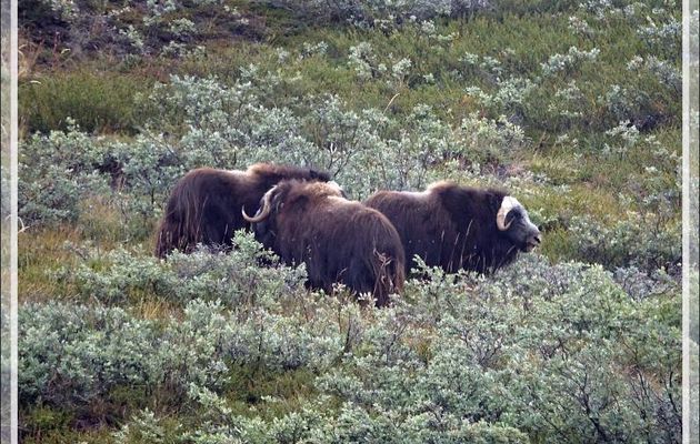 Bœufs musqués (Musk ox) - Ferguson Lake ou Tasersuatsiaq - Kangerlussuaq - Groenland