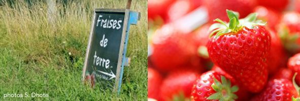 Marché à la ferme, le 28 juin à Rosult