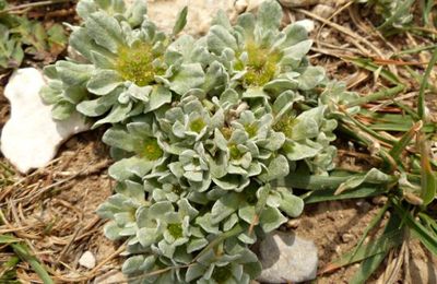 Filago pygmaea = Evax pygmaea  -  evax nain