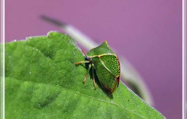  Cicadelle Membracide-bison, Cérèse buffle, Cicadelle bubale, Buffalo treehopper (Stictocephala bisonia) - Lartigau - Milhas - 31
