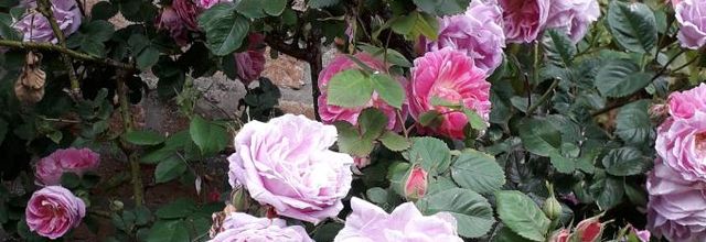 poesie   le mardi  ( Beauchemin )